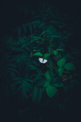Beautiful white butterfly on a plant leaf