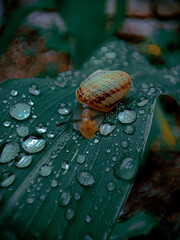 Snail on the corn leaf very slowly