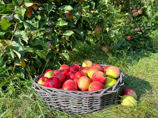 Apple harvest in a basket in fruit orchard.