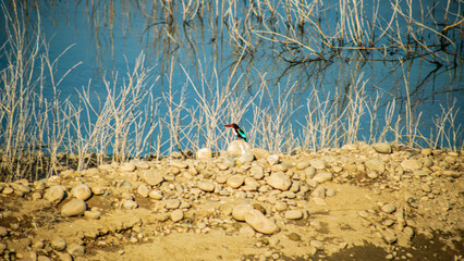 White Throated Kingfisher spotted on riverside