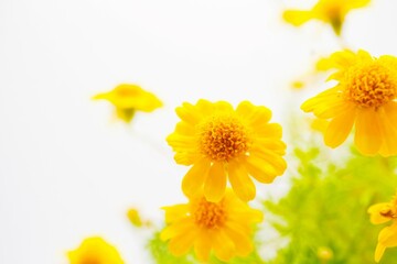 白背景に黄色い野菊を思わせるダールベルグデージーの可愛いく小さい花