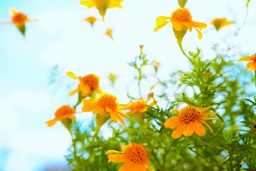 屋外で青空を背景にした可愛いキク科のダールベルグデージーの小さな黄色いたくさんの花