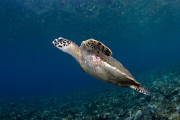 Hawksbill sea turtle swimming in coral reefs. Underwater world of Bali, Indonesia