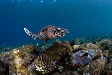 Obraz na płótnie Canvas Hawksbill sea turtle swimming in coral reefs. Underwater world of Bali, Indonesia