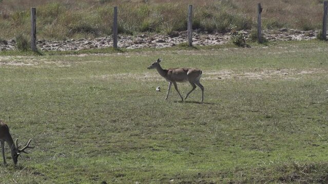 The marsh deer, Blastocerus dichotomus, also swamp deer, largest deer species from South America can mostly be found in the swampy region of the pantanal, Brazil, South America