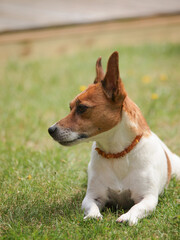 Portrait of a very alert Jack Russell Terrier in the garden