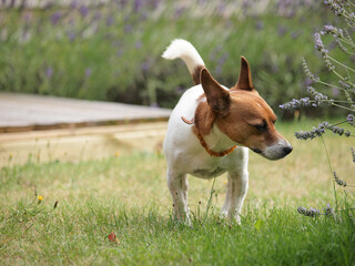 Terrier sniffs relaxed in the garden at the lavender bush