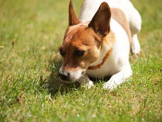 Jack Russell Terrier sniffs relaxed in the garden at the grass