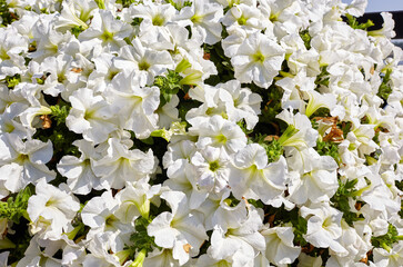 Petunia, White Petunias in the pot. Lush blooming colorful common garden petunias in city park. Family name Solanaceae, Scientific name Petunia