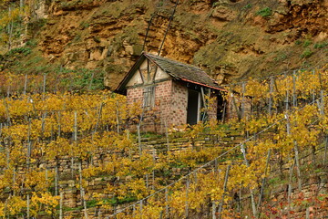 Vineyards on river Neckar in stuttgart autumn fall germany