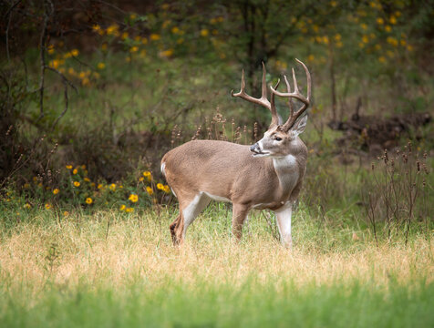 Male deer deals