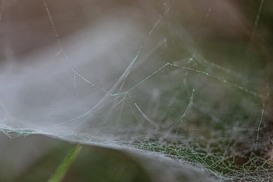 Close-up of a cobweb with dewdrops and a blurry foreground
