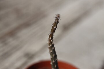 Pterocactus tuberosus mrozoodporny