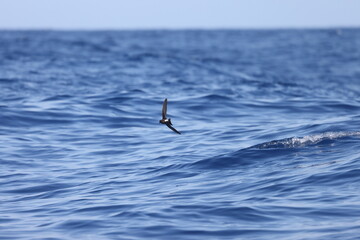 Wilson's storm petrel (Oceanites oceanicus), also known as Wilson's petrel, is a small seabird of the austral storm petrel family Oceanitidae. This photo was taken in Japan.