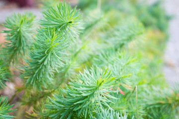 Green bright coniferous branch with fresh needles