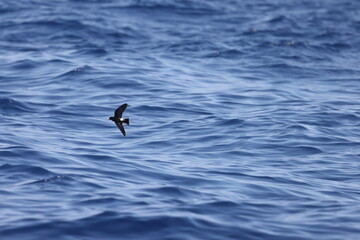 Wilson's storm petrel (Oceanites oceanicus), also known as Wilson's petrel, is a small seabird of the austral storm petrel family Oceanitidae. This photo was taken in Japan.
