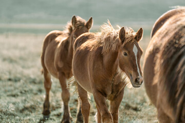 horses in the field