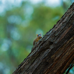 Yellow Footed Antechinus 
