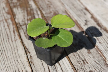 CISSUS CUKROWY ROTUNDIFOLIA sadzonka
