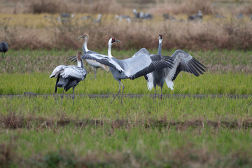White-naped Cranes dancing