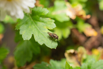 キクの葉に止まるハエ