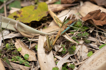 秋、天寿を全うしたカマキリの死骸