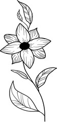 wild flower line art