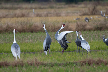 Pair of White-naped Cranes whooping