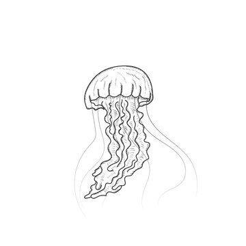 Isolated Hand Drawn Sketch of Swimming Ocean Jellyfish Illustration