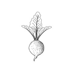 Isolated Hand Drawn Sketch of Beet Plant Tubers Illustration - obrazy, fototapety, plakaty