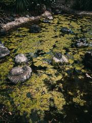Rocks in a pond