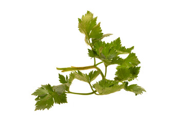 parsley isolated on white background