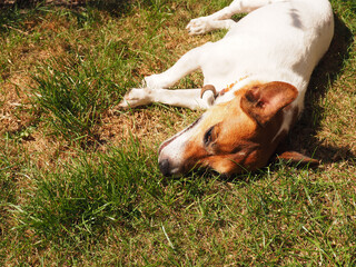 Jack Russell Terrier lies smiling in the garden in the hot sun