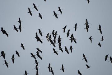 Flock of Hooded Cranes flying