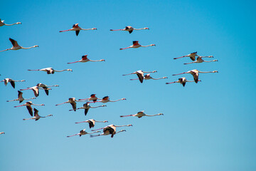 A Flock of Flamingos Flying with the Blue Sky in the background. Stock Photo.