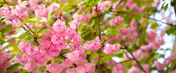 Fototapeta premium Sakura. Cherry blossom, branches with flowers sway in the wind. Pink flowers of the sakura tree. Spring landscape with flowering trees. Beautiful nature on a sunny day.