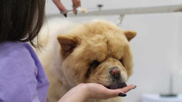 Professional care for your furry friend: a woman attentively grooming a Chow Chow, ensuring its dense coat stays luscious.
