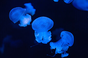 beautiful jellyfish on a dark background