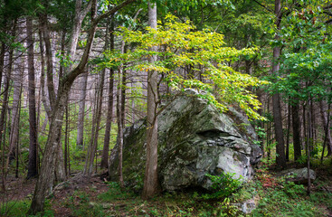 A Huge Boulder and Thick Forest at Great Smoky Mountains National Park in North Carolina