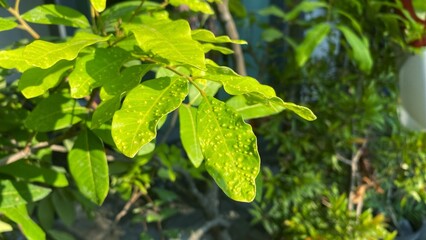 Closeup view of galls covering leaves.