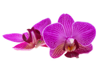 Naklejka na ściany i meble beautiful orchid flower isolated