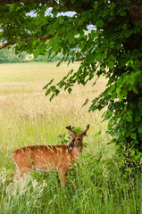 Naklejka na ściany i meble White-tailed deer at the Smoky Mountain National Park