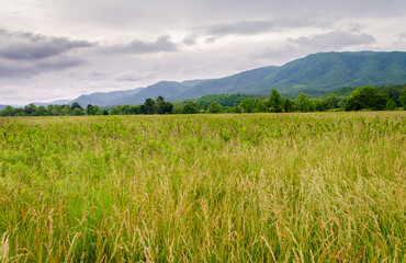 The Smoky Mountains Cades Cove Loop Gatlinburg, TN