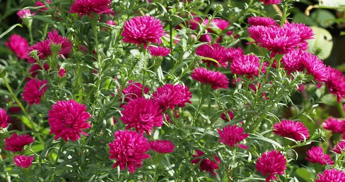 Aster novi-belgii 'Royal Ruby' | New york aster, ornamental shrub with vibrant mulberry-red semi-double flowers daisy-like on erect stems in a bushy foliage