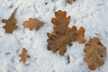 Autumn oak leaves on the snow