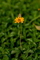 colorful wings of butterflies