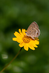 colorful wings of butterflies