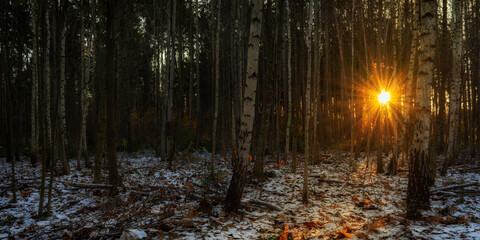 the bright morning sun with long rays illuminates the forest through the tree branches. autumn-winter landscape. first snow. side view format 10x2