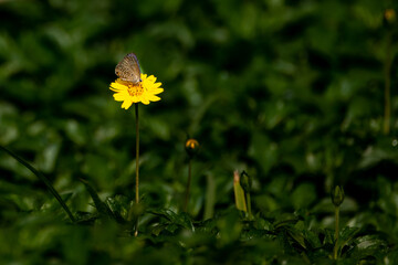 colorful wings of butterflies