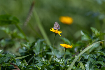colorful wings of butterflies
